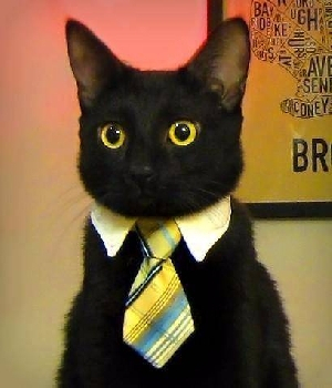 Imagen de El gato empresario original
