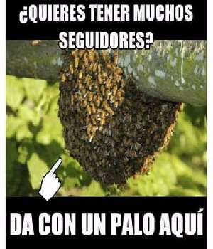 Imagen de Quieres tener muchos seguidores da con un palo aqui