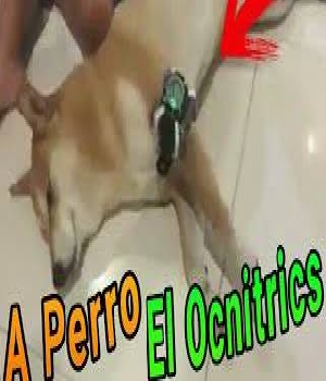 Imagen de ah prro el ocnitrics numero 0
